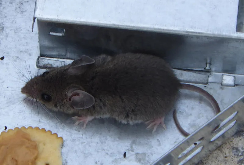 A brown house mouse standing at the open door of a metal live-catch trap, next to a cracker with peanut butter used as bait