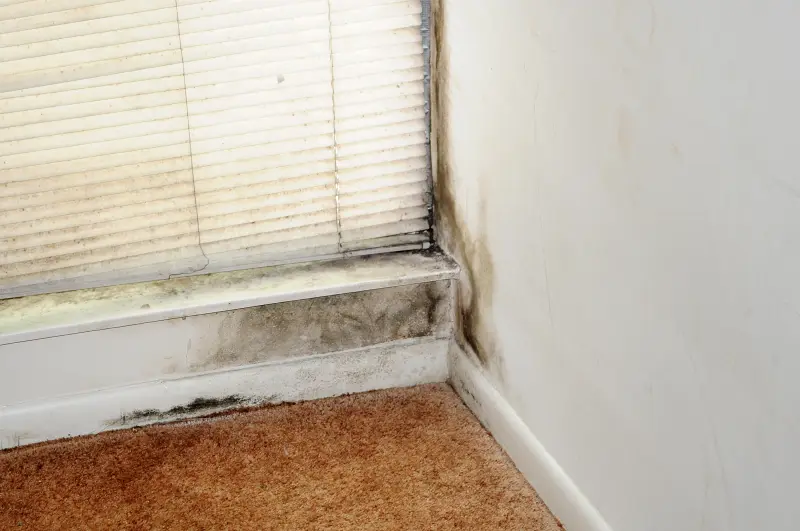 Dark mold growing up a white wall corner and along the sill under a window blind, with mold staining the carpet edge, in a home after flood water receded