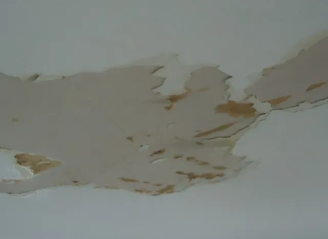 Paint peeling in large sheets from a water-damaged drywall ceiling, with brown stains on the exposed paper